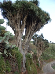 Dracaena draco