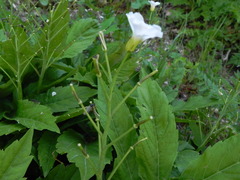 Cardamine heptaphylla
