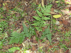 Dryopteris inaequalis