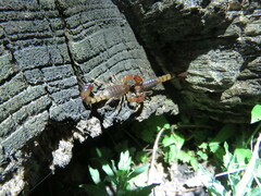 Bothriurus bonariensis