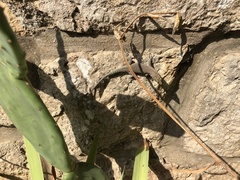 Dalmatolacerta oxycephala