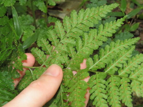 Image of Dryopteris inaequalis by (c) Jeremy Gilmore, some rights reserved (CC BY)