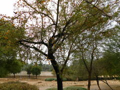 Vachellia farnesiana