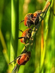 Chaetopteroplia segetum