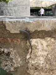 Dalmatolacerta oxycephala