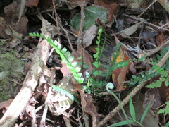 Asplenium lunulatum