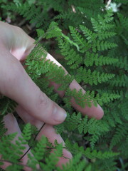 Cheilanthes bergiana