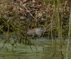 Sciurus carolinensis