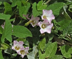 Convolvulus arvensis