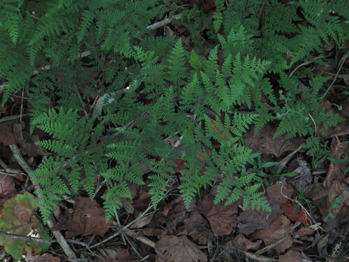 Image of Cheilanthes bergiana by (c) Jeremy Gilmore, some rights reserved (CC BY)