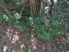 Cheilanthes bergiana