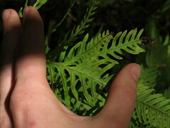 Pteris dentata