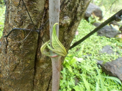 Dioscorea hispida