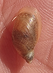 Oxyloma elegans