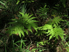 Pteris dentata