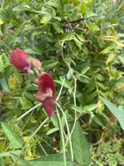 Macroptilium lathyroides