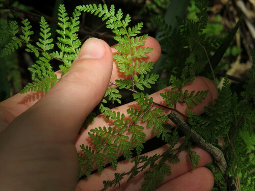 Image of Cheilanthes bergiana by (c) Jeremy Gilmore, some rights reserved (CC BY)