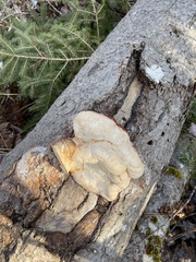 Fomitopsis