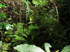 Cheilanthes bergiana