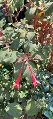 Fuchsia triphylla