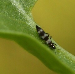 Aeolothrips