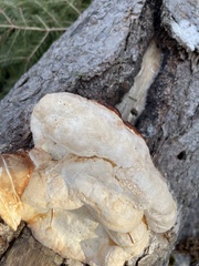 Fomitopsis