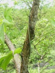 Dioscorea hispida