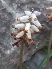 Muscari