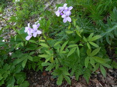 Cardamine bulbifera