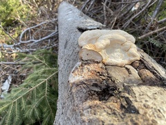 Fomitopsis