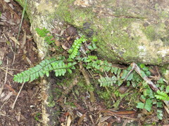 Asplenium lunulatum