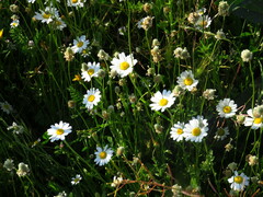 Anthemis arvensis