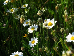 Anthemis arvensis