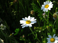 Anthemis arvensis