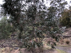 Eucalyptus risdonii