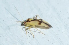 Neolygus vitticollis