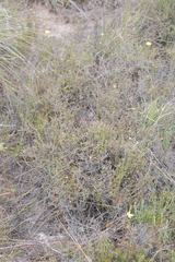 Aspalathus crassisepala