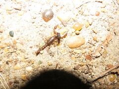 Bothriurus bonariensis