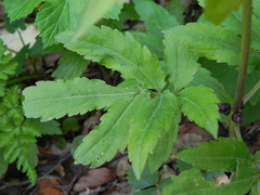 Cardamine bulbifera