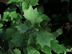 Gymnanthemum capense