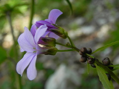 Cardamine bulbifera