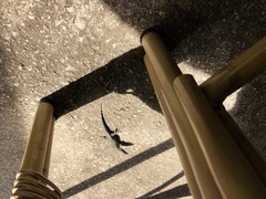 Dalmatolacerta oxycephala