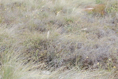 Aspalathus crassisepala