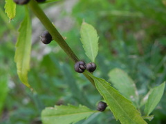 Cardamine bulbifera
