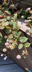 Persicaria capitata