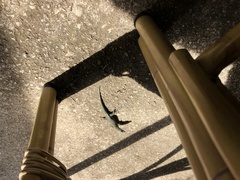 Dalmatolacerta oxycephala