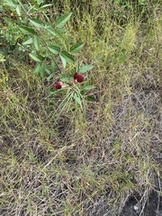 Macroptilium lathyroides