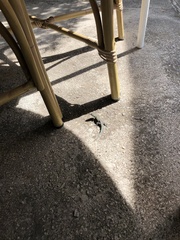 Dalmatolacerta oxycephala