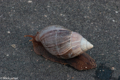 Lissachatina immaculata