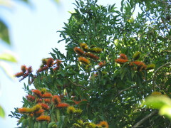 Combretum fruticosum